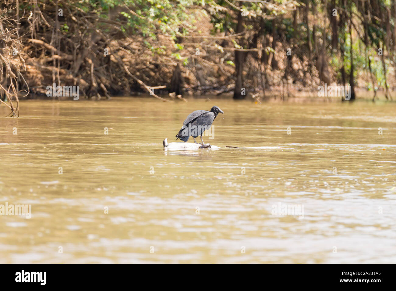 Urubu noir flottant sur une rivière à partir de la mort de caïmans Pantanal, Brésil. La faune du Brésil. Banque D'Images