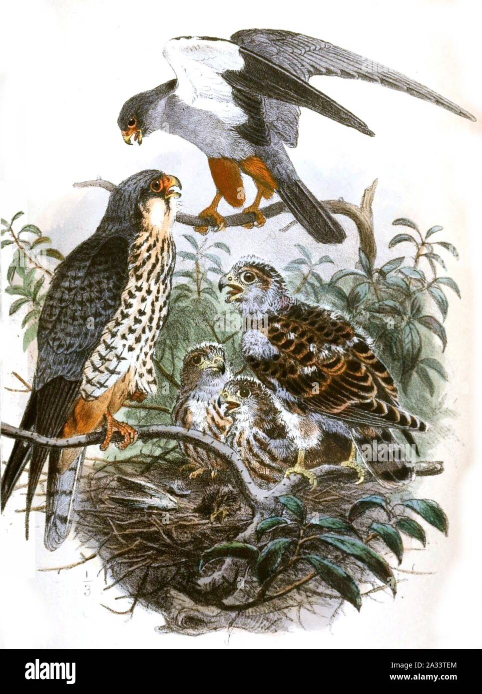 Falco amurensis 1868. Banque D'Images