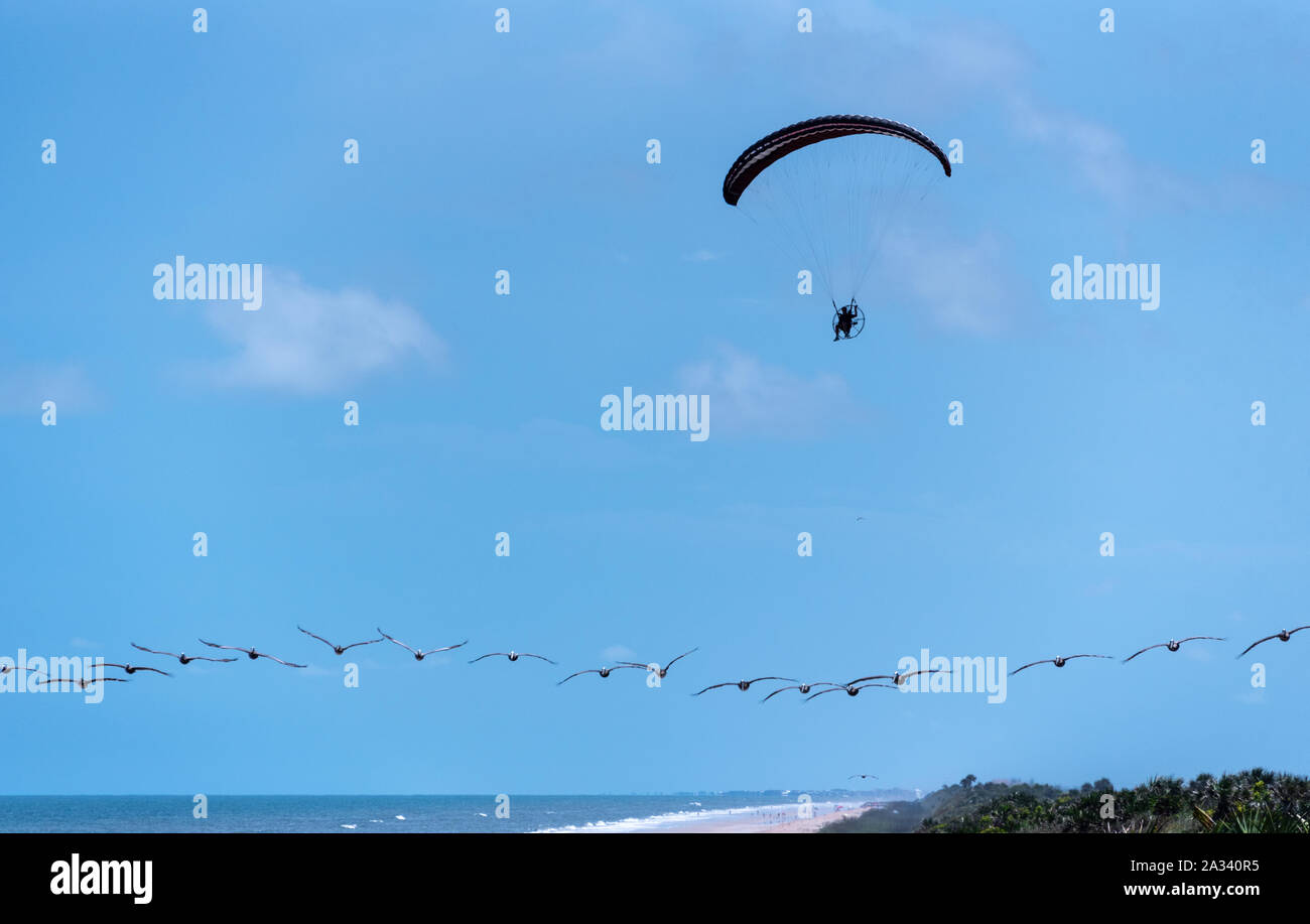 Paramoteur le long de la plage au-dessus d'une longue lignée de pélicans en vol à Guana River préserver à Ponte Vedra Beach, en Floride. (USA) Banque D'Images