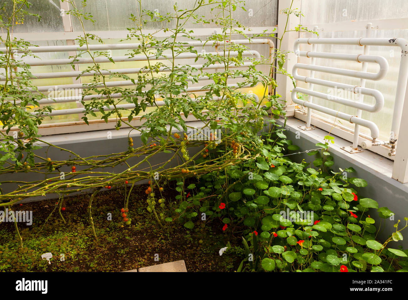 Hveragerði, l'Islande, les tomates en serre de plus en plus Banque D'Images