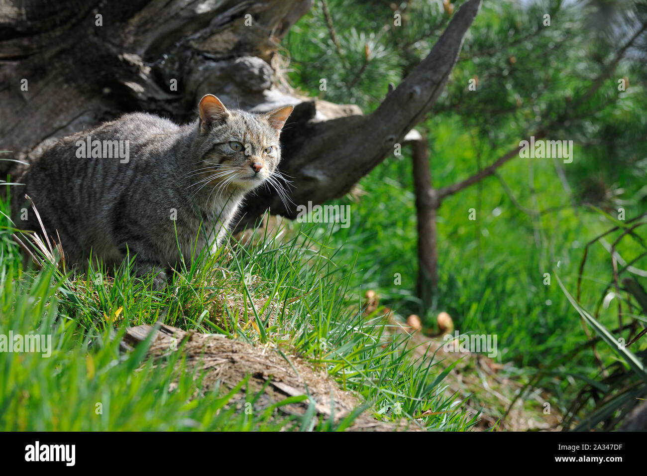 Chat sauvage écossais, Felis silvestris grampia Banque D'Images