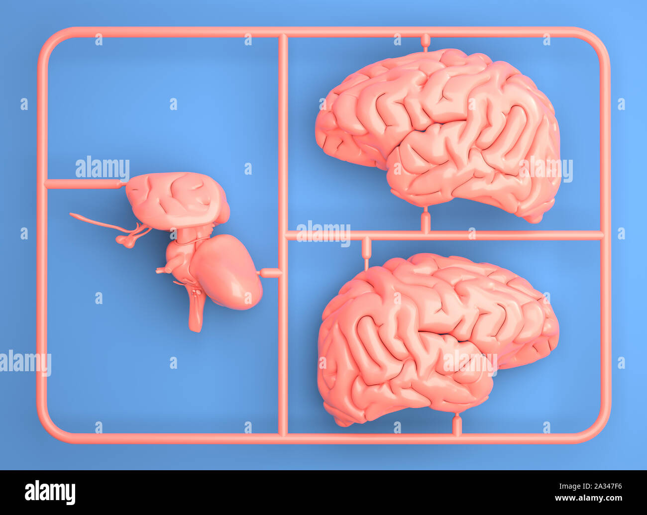 Kit modèle serti de parties du cerveau. 3D illustration Banque D'Images