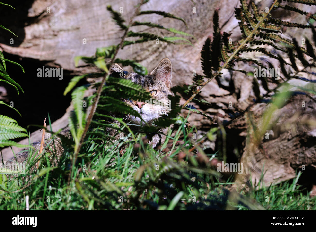 Chat sauvage écossais, Felis silvestris grampia Banque D'Images