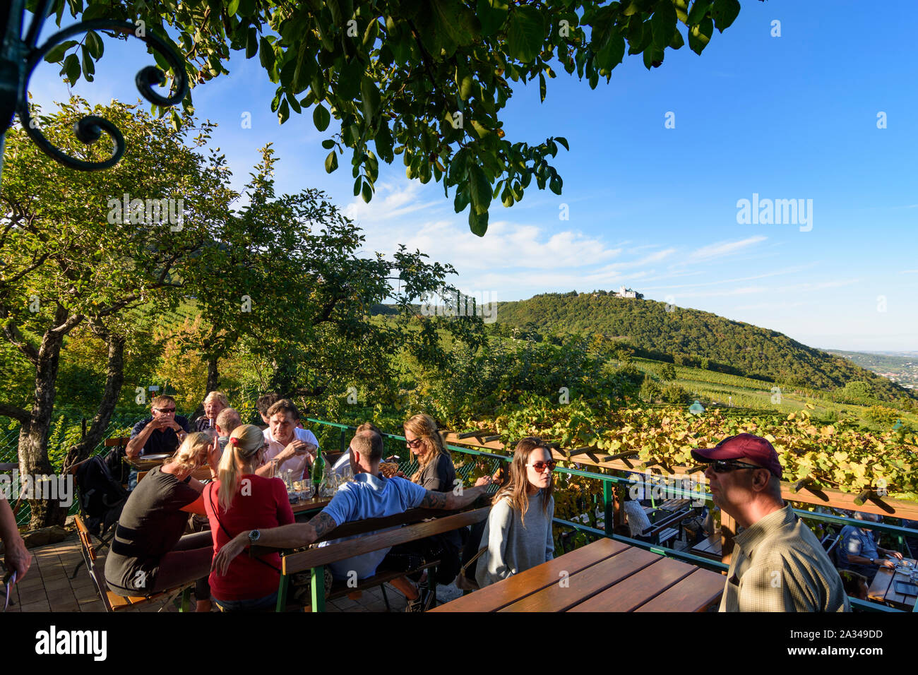 Wien, Vienne : Boutique restaurant vin Heuriger Sirbu, vignoble, vue à l'église à mountain Leopoldsberg dans 19. Döbling, Wien, Autriche Banque D'Images