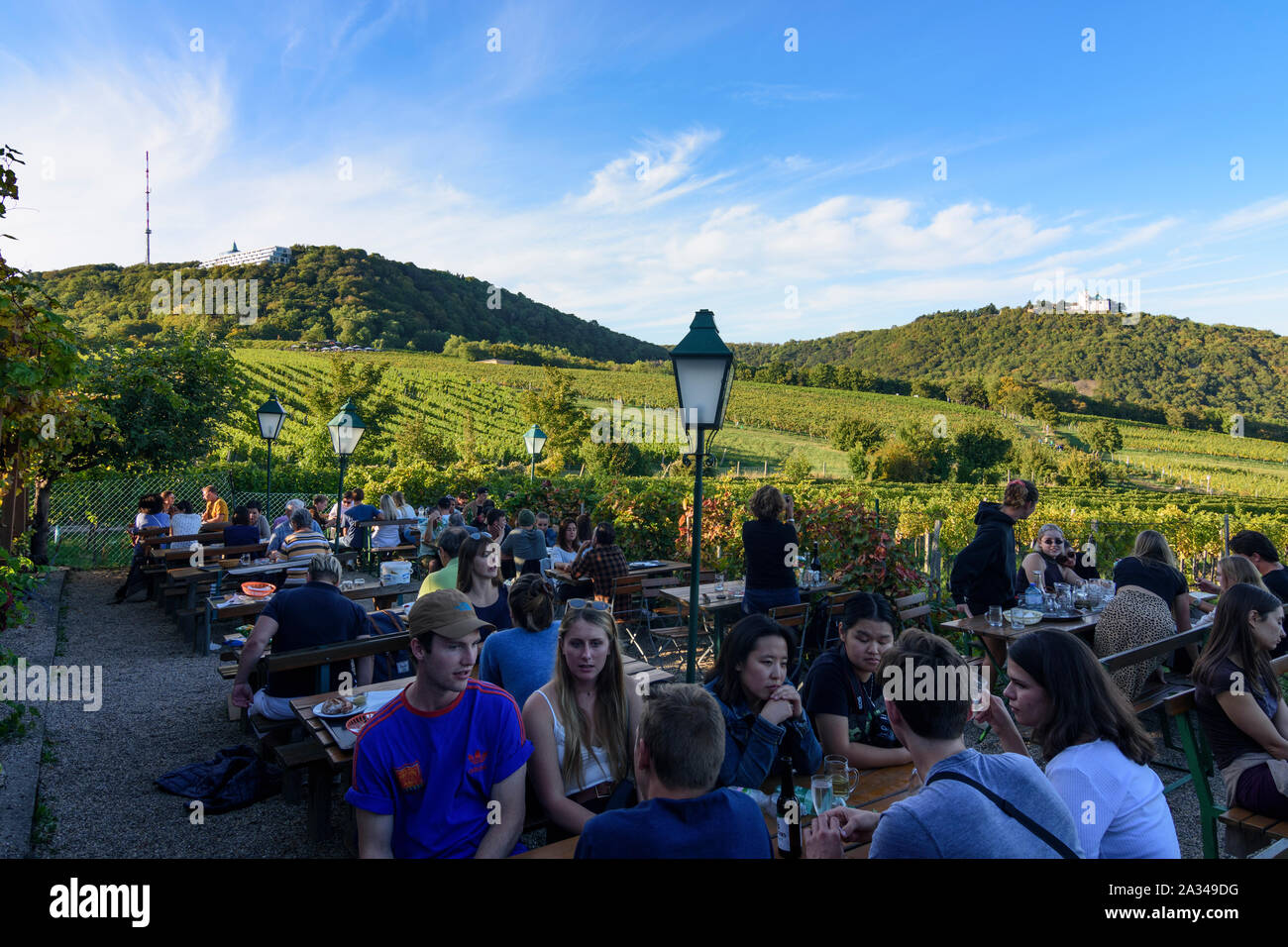 Wien, Vienne : Boutique restaurant vin Heuriger Sirbu, vignoble, vue montagne Kahlenberg et église à mountain Leopoldsberg dans 19. Döbling, Wien, Aus Banque D'Images