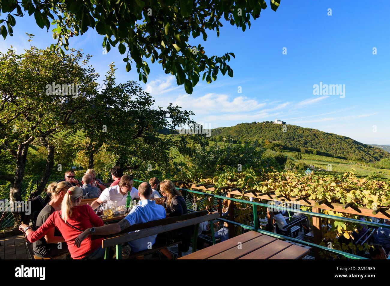 Wien, Vienne : Boutique restaurant vin Heuriger Sirbu, vignoble, vue à l'église à mountain Leopoldsberg dans 19. Döbling, Wien, Autriche Banque D'Images
