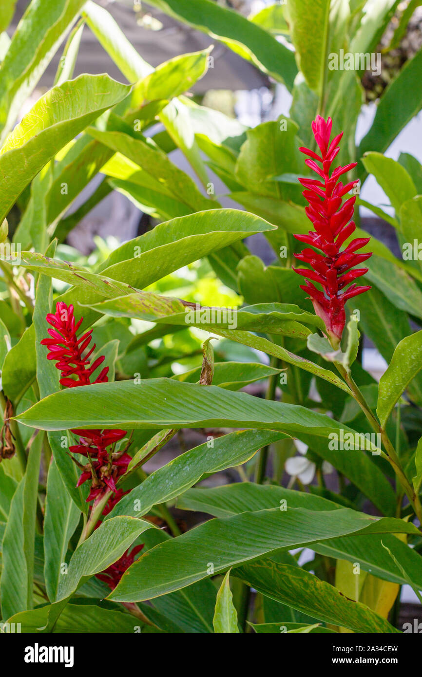 Alpinia Purpurata rouge en fleurs (gingembre). Bali, Indonésie. Vertical image. Banque D'Images