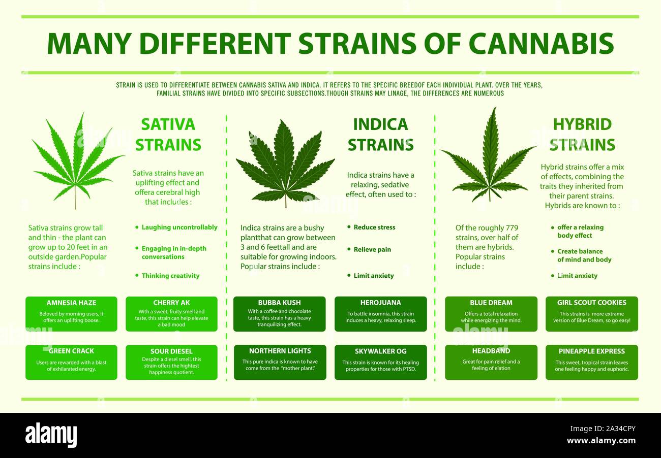 De nombreuses souches différentes du cannabis sur le cannabis illustration infographique horizontale comme la phytothérapie, la santé et la science médicale vecteur. Illustration de Vecteur