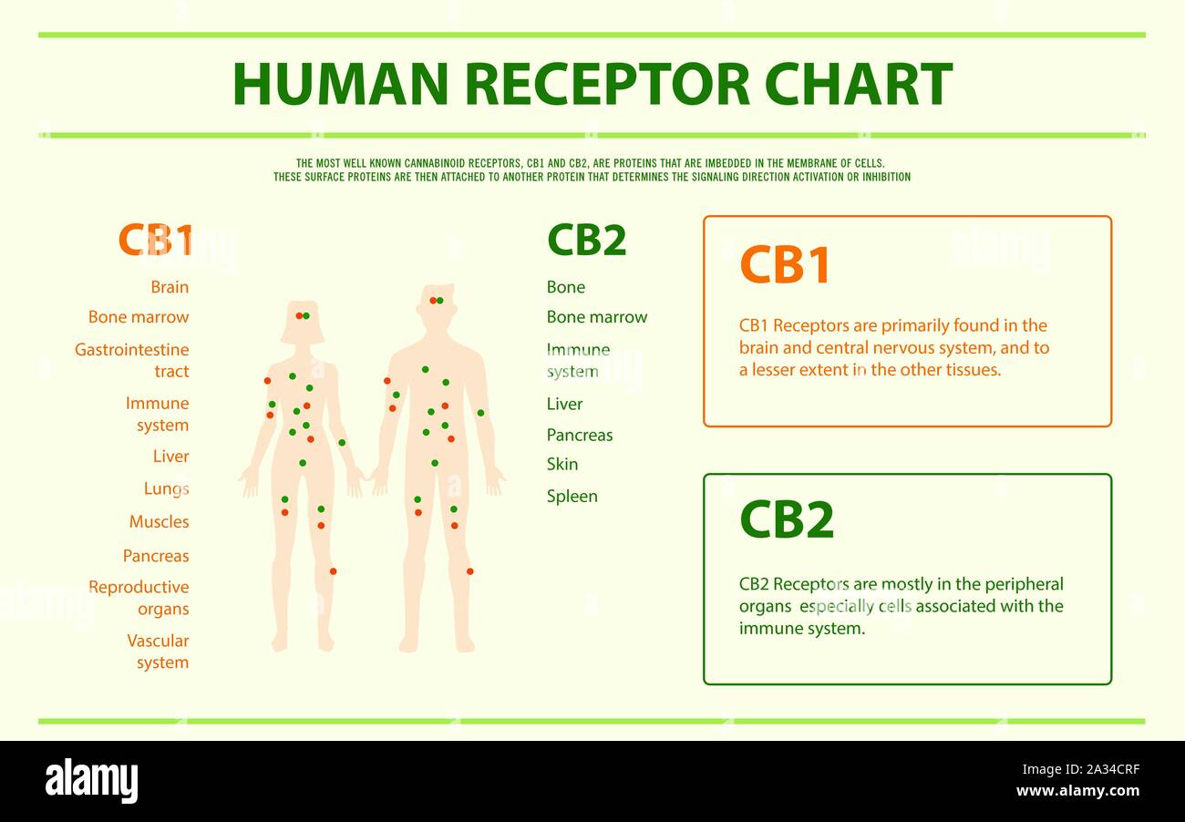 Récepteur humain graphique illustration infographique horizontale sur le cannabis comme produits de la médecine alternative, de la santé et des sciences médicales. Illustration de Vecteur