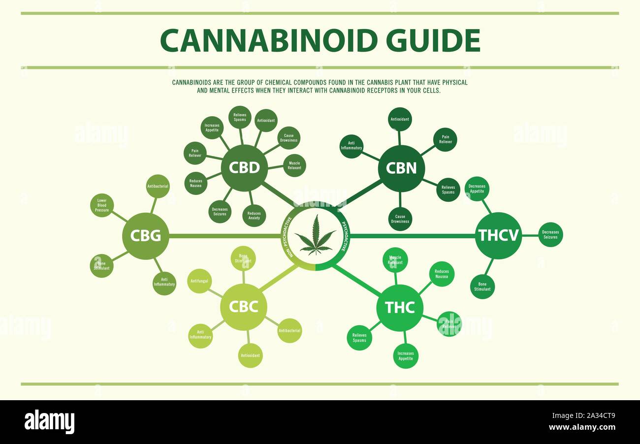 Guide de cannabinoïdes illustration infographique horizontale sur le cannabis comme produits de la médecine alternative, de la santé et des sciences médicales. Illustration de Vecteur