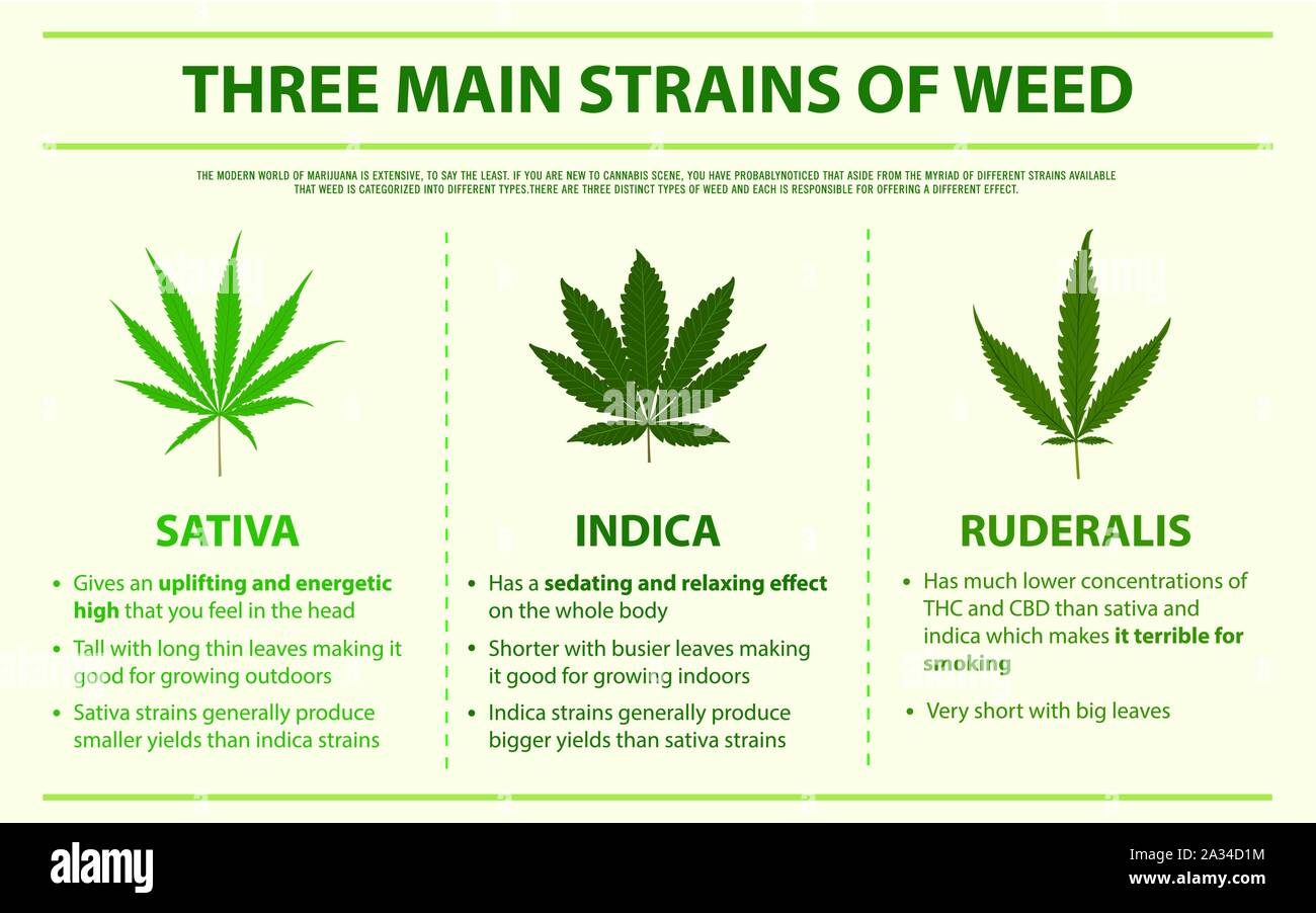 Trois souches principales mauvaises herbes de l'illustration infographique horizontale sur le cannabis comme produits de la médecine alternative, de la santé et des sciences médicales. Illustration de Vecteur