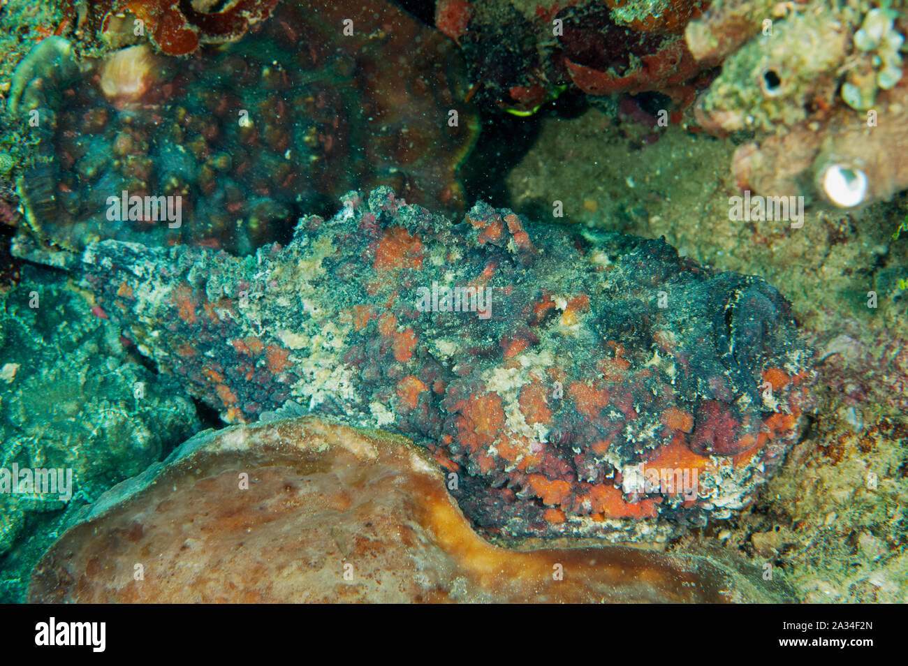Synanceia verrucosa poisson-pierre, corail, de Sulawesi en Indonésie. Banque D'Images