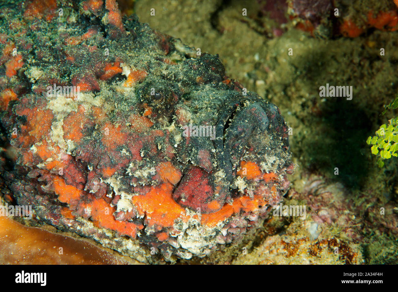 Synanceia verrucosa poisson-pierre, corail, de Sulawesi en Indonésie. Banque D'Images