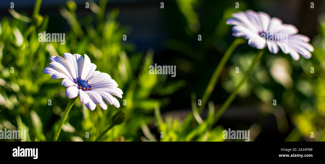 Deux africains blanc marguerites ou Cape Daisies (Osteospermum), vue de côté. Des fleurs avec des pétales blanc pur élégant qui sont contrebalancés par des yeux d'un bleu profond. Banque D'Images