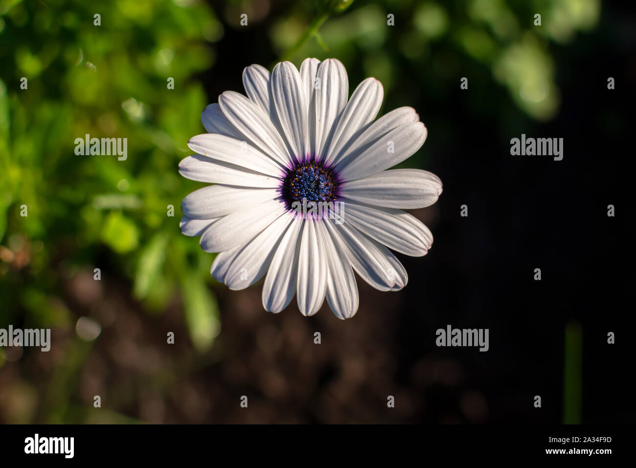 Daisy Africains blancs ou Cape Daisy (Osteospermum) contre les arrière-plan, Vue de dessus. Fleur avec pétales blanc pur élégant Banque D'Images