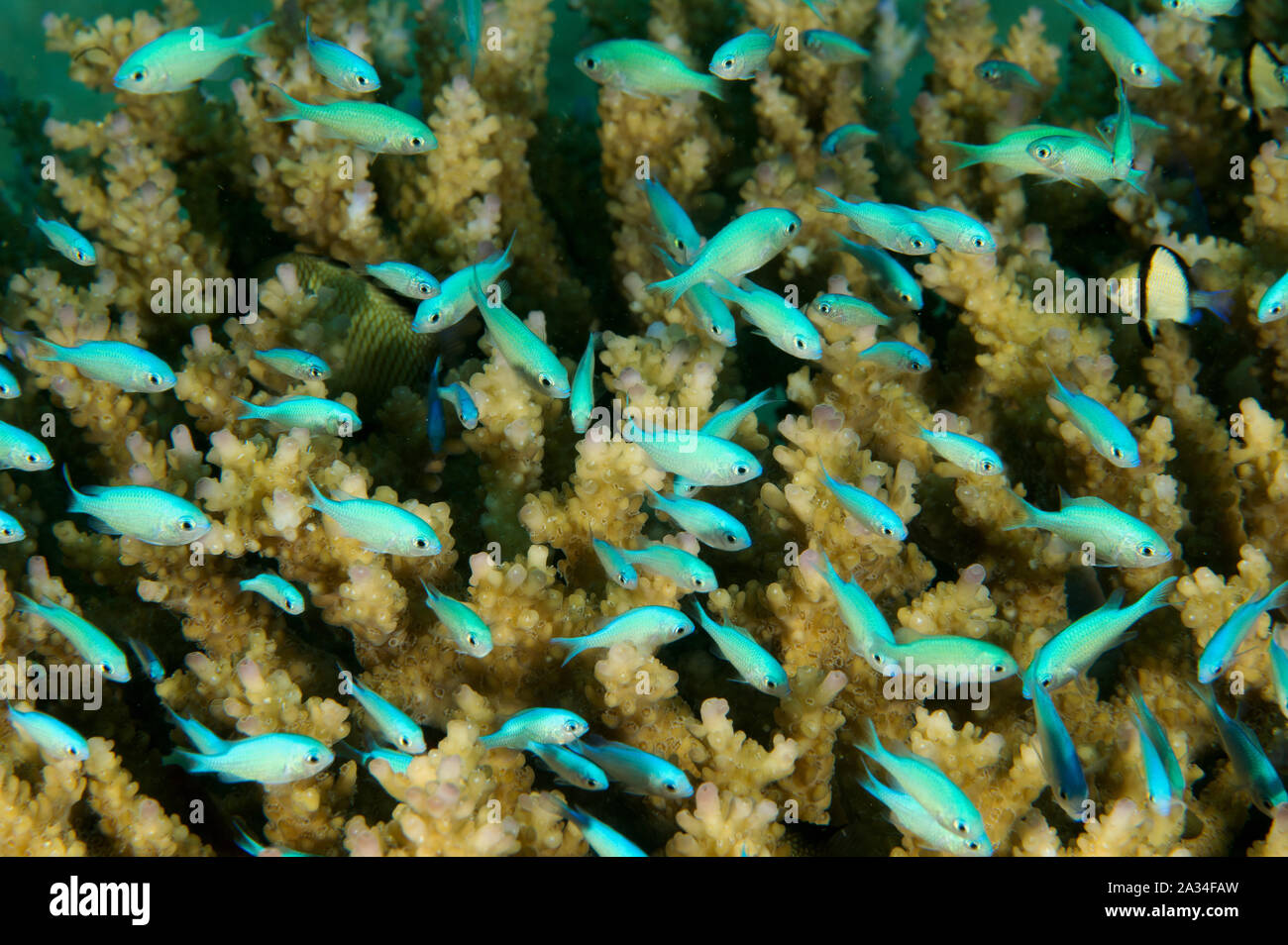 Jeunes demoiselles Chromis viridis, Bleu, abritant entre branches de corail de feu, de Sulawesi en Indonésie. Banque D'Images