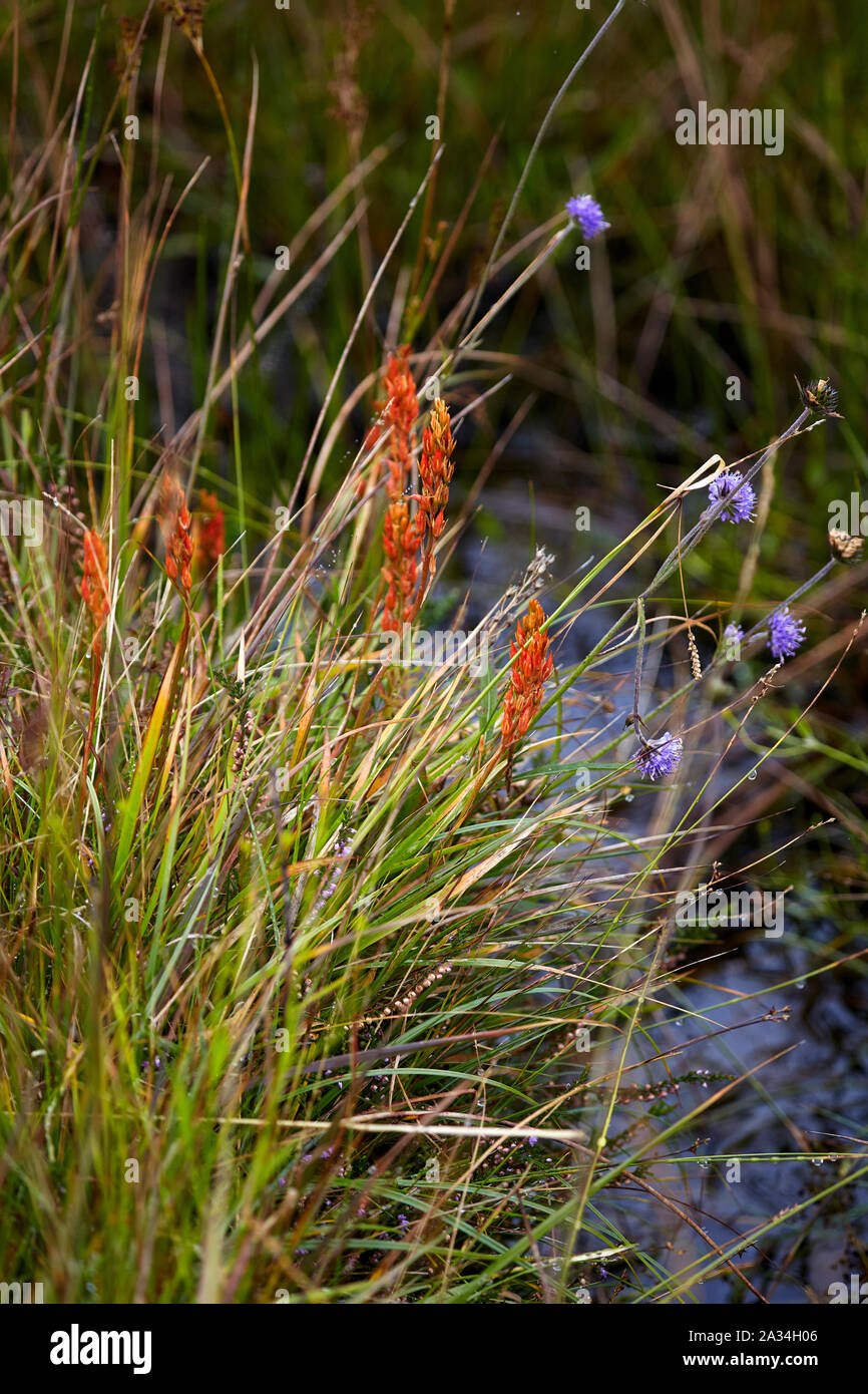 (Narthecium ossifragum Bog Asphodel) et Devil's bits Scaboius (Succisa pratensis) sur l'île de Mull, Hébrides intérieures, Ecosse, Royaume-Uni Banque D'Images