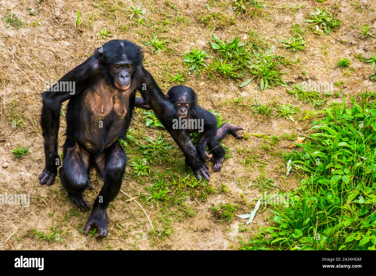 Mère bonobo à marcher ensemble avec son nourrisson, des singes, des chimpanzés pygmées bébé, endangered primate espèce d'Afrique Banque D'Images