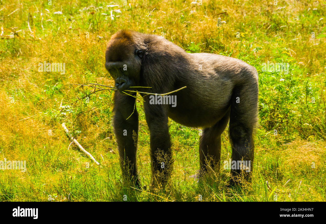 Gorille de plaine de l'ouest en libre debout dans l'herbe, gravement menacée d'espèce animale d'Afrique Banque D'Images