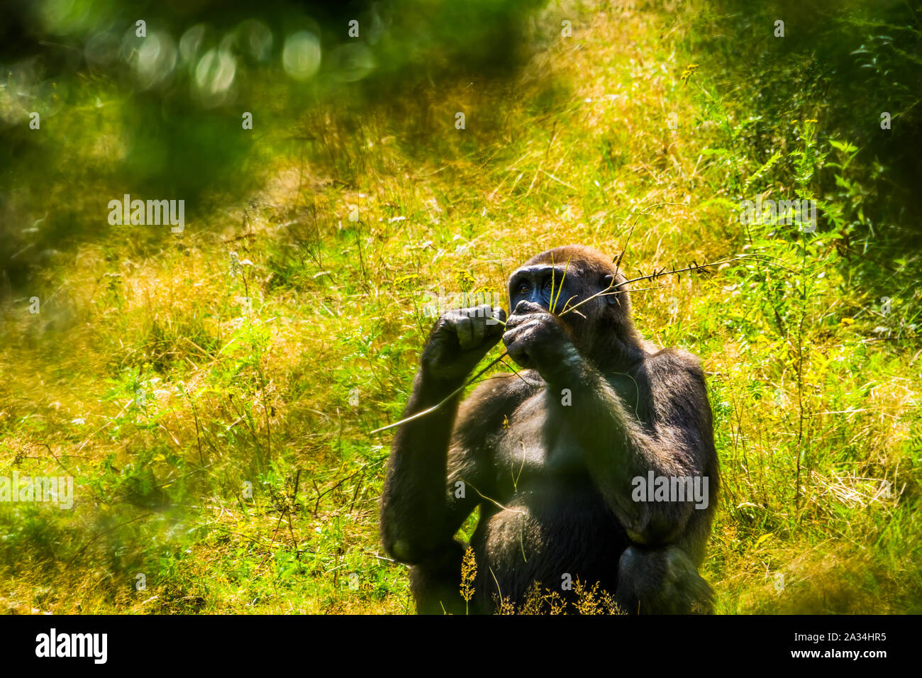 Magnifique portrait d'un gorille de plaine de l'ouest, l'espèce animale en danger critique d'Afrique Banque D'Images