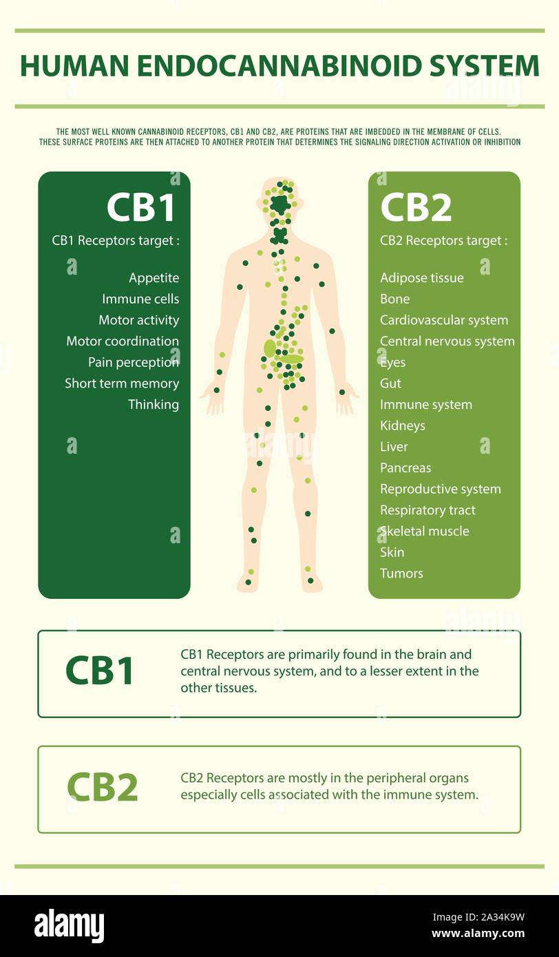 Système Endocannabinoïde humain illustration infographique verticale sur le cannabis comme produits de la médecine alternative, de la santé et des sciences médicales. Illustration de Vecteur