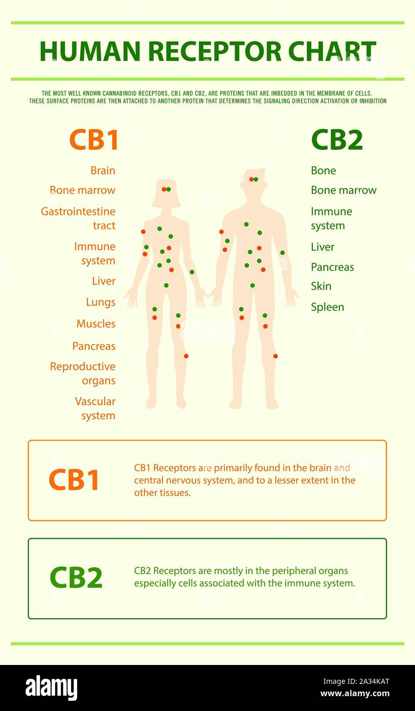 Récepteur humain graphique illustration infographique verticale sur le cannabis comme produits de la médecine alternative, de la santé et des sciences médicales. Illustration de Vecteur