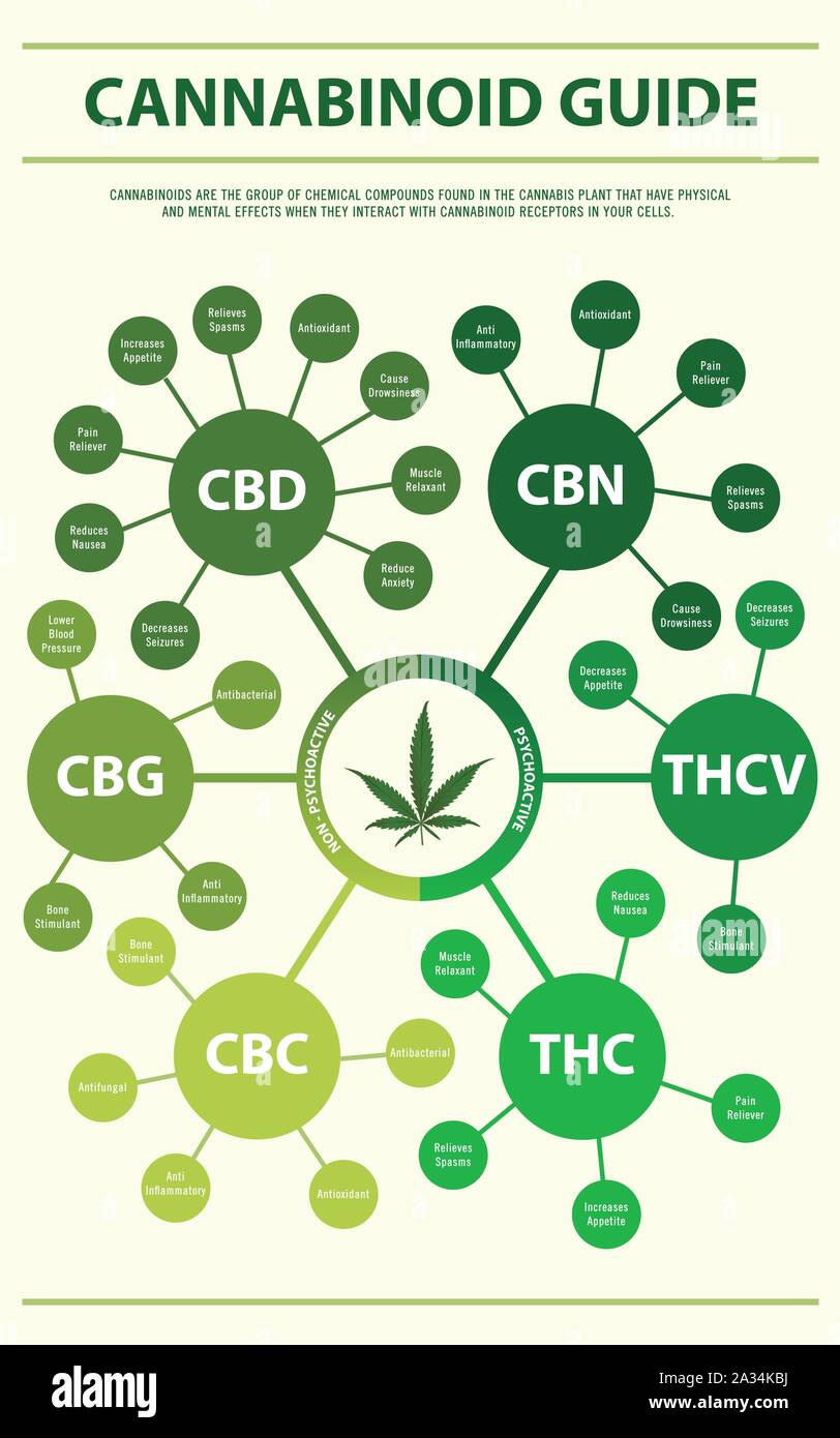 Guide de cannabinoïdes illustration infographique verticale sur le cannabis comme produits de la médecine alternative, de la santé et des sciences médicales. Illustration de Vecteur