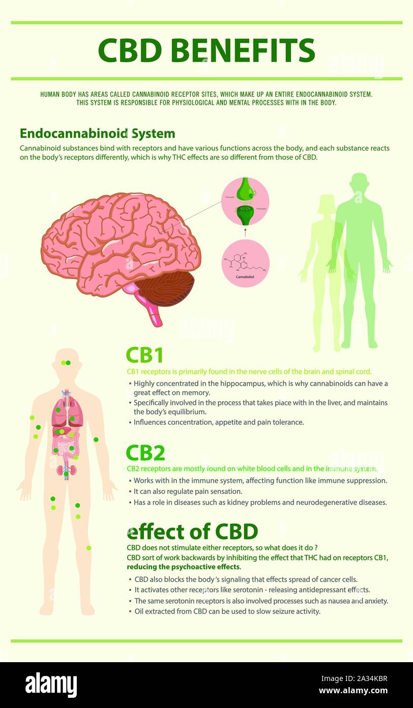 Des avantages de la CDB sur le cannabis illustration infographique vertical comme produits de la médecine alternative, de la santé et des sciences médicales. Illustration de Vecteur