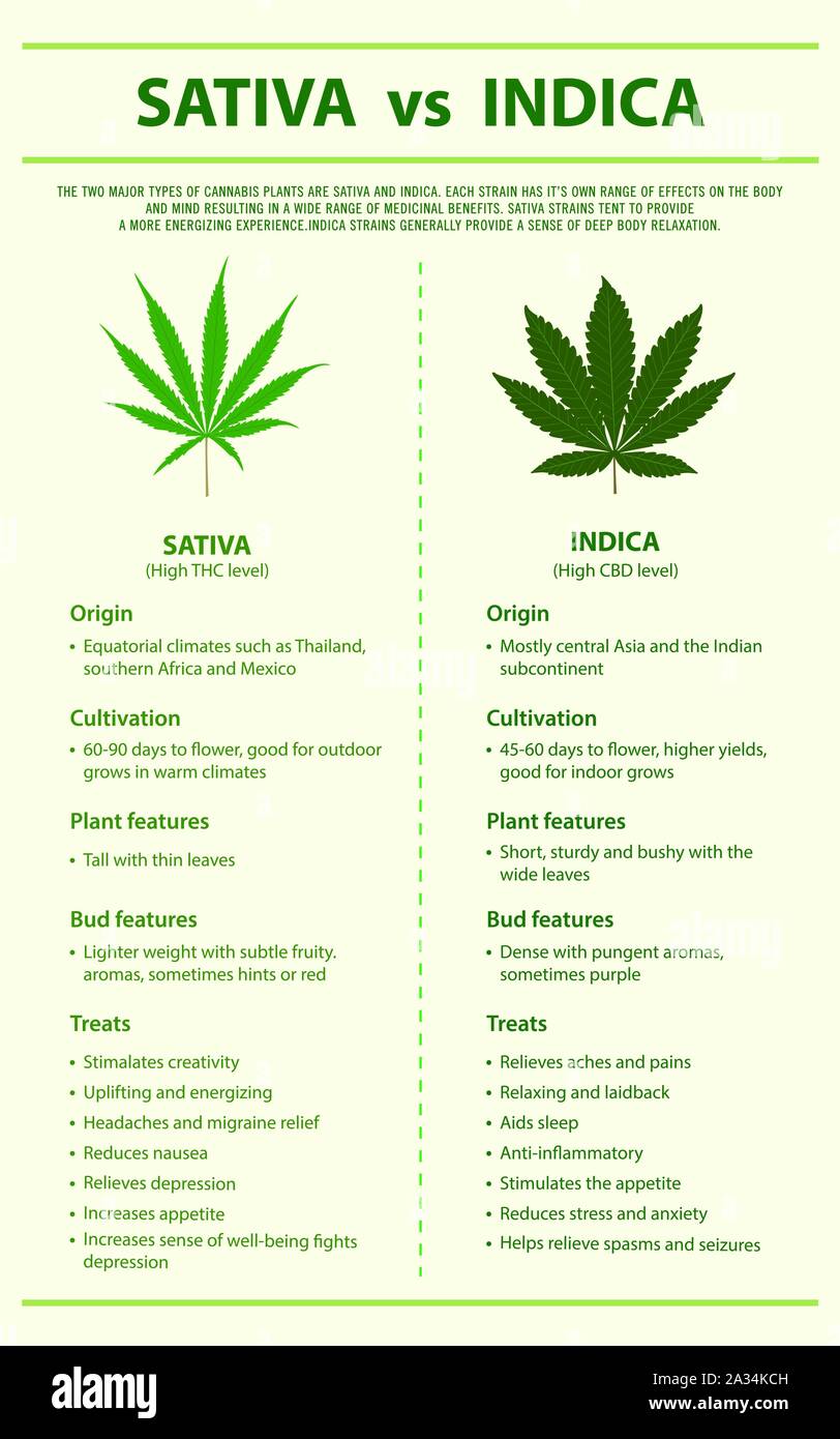 Sativa Indica illustration infographie vs vertical sur le cannabis comme produits de la médecine alternative, de la santé et des sciences médicales. Illustration de Vecteur