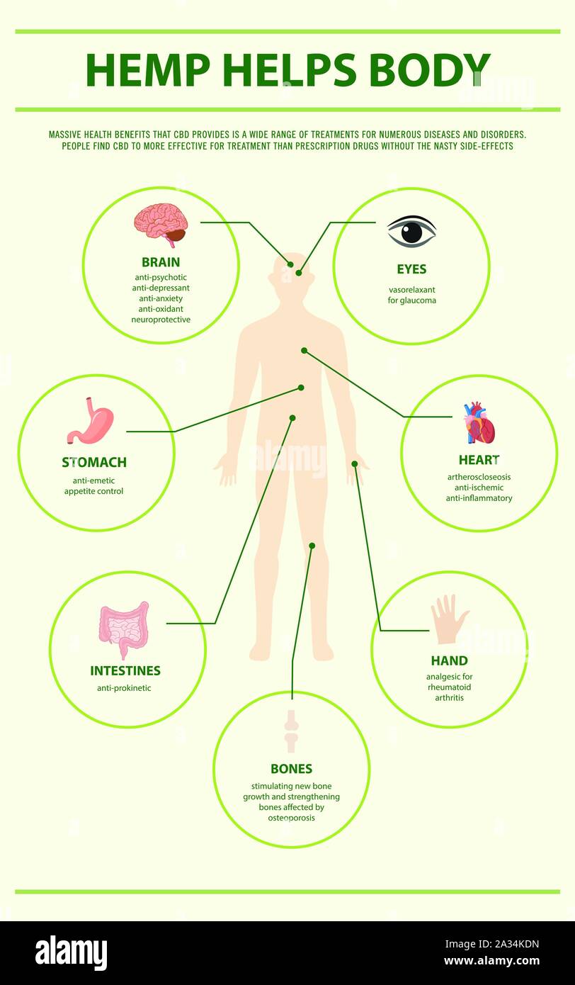 Le chanvre aide le corps illustration infographique verticale sur le cannabis comme produits de la médecine alternative, de la santé et des sciences médicales. Illustration de Vecteur