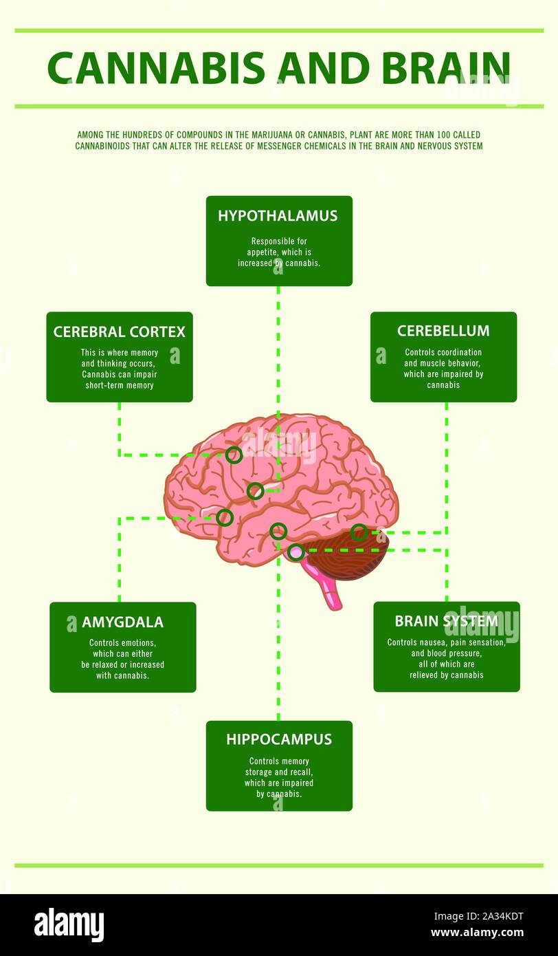 Cannabis et cerveau illustration infographique verticale sur le cannabis comme produits de la médecine alternative, de la santé et des sciences médicales. Illustration de Vecteur