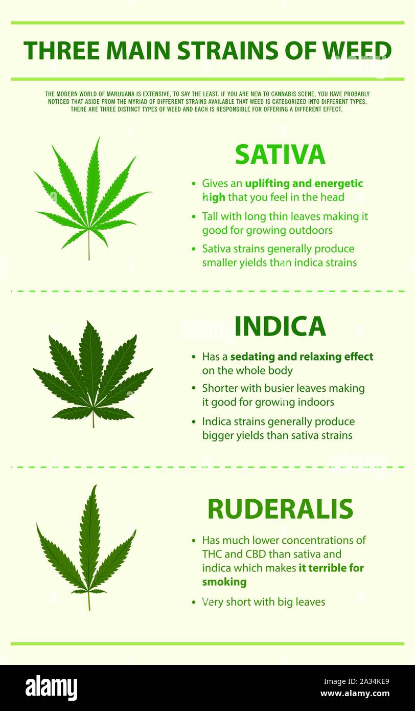 Trois principales souches de vertical de mauvaises herbes sur le cannabis comme illustration infographie médecine alternative à base de plantes, de la santé et des sciences médicales. Illustration de Vecteur