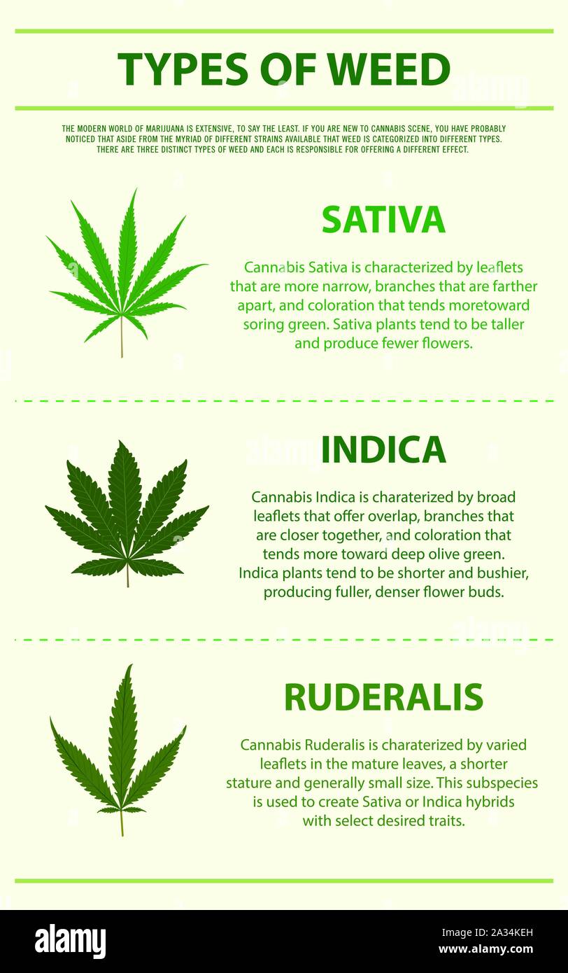 Types d'illustration infographique verticale de mauvaises herbes sur le cannabis comme produits de la médecine alternative, de la santé et des sciences médicales. Illustration de Vecteur