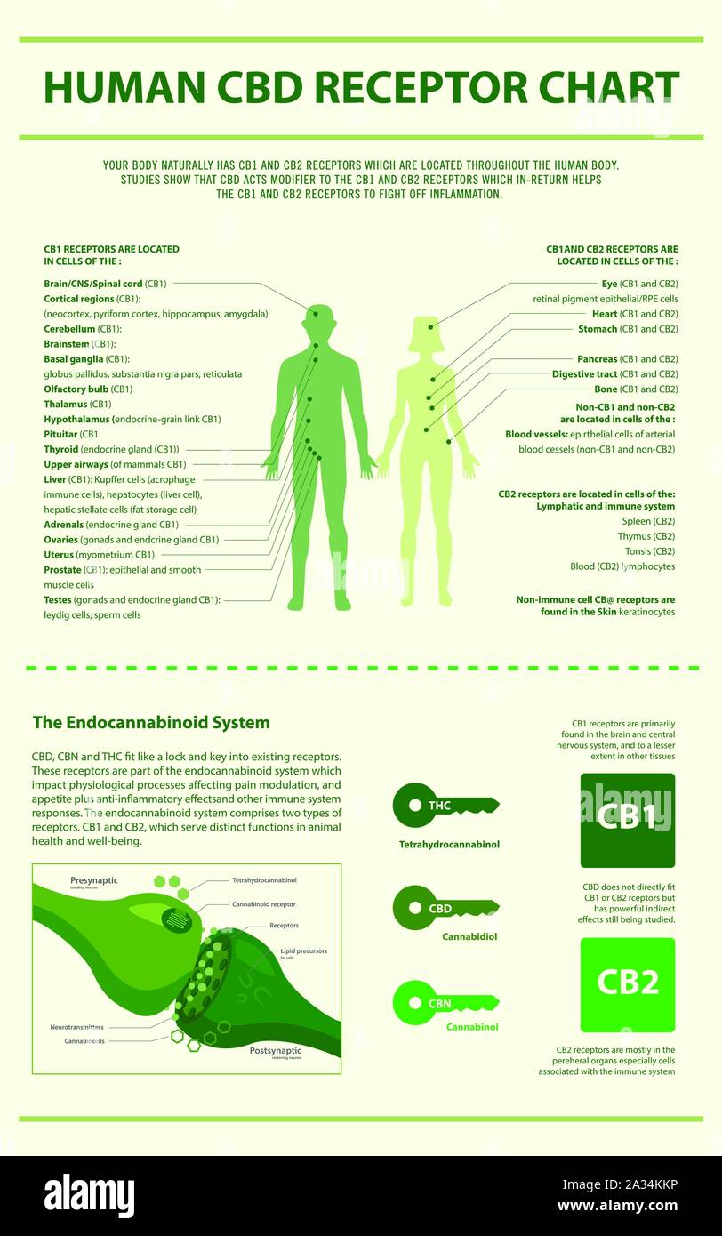 Les CBD graphique illustration infographique du récepteur vertical sur le cannabis comme produits de la médecine alternative, de la santé et des sciences médicales. Illustration de Vecteur