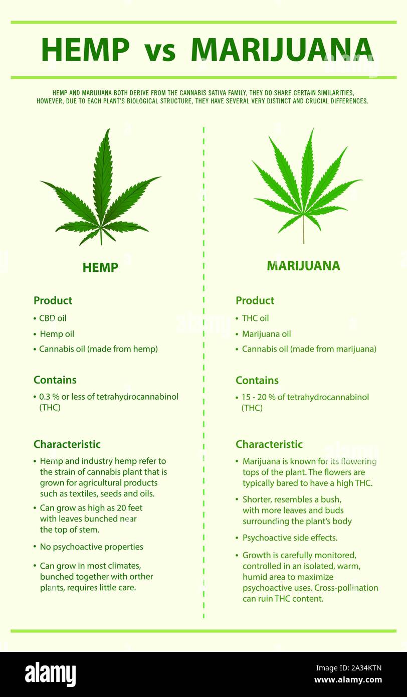 Chanvre vs Marijuana illustration infographique verticale sur le cannabis comme produits de la médecine alternative, de la santé et des sciences médicales. Illustration de Vecteur