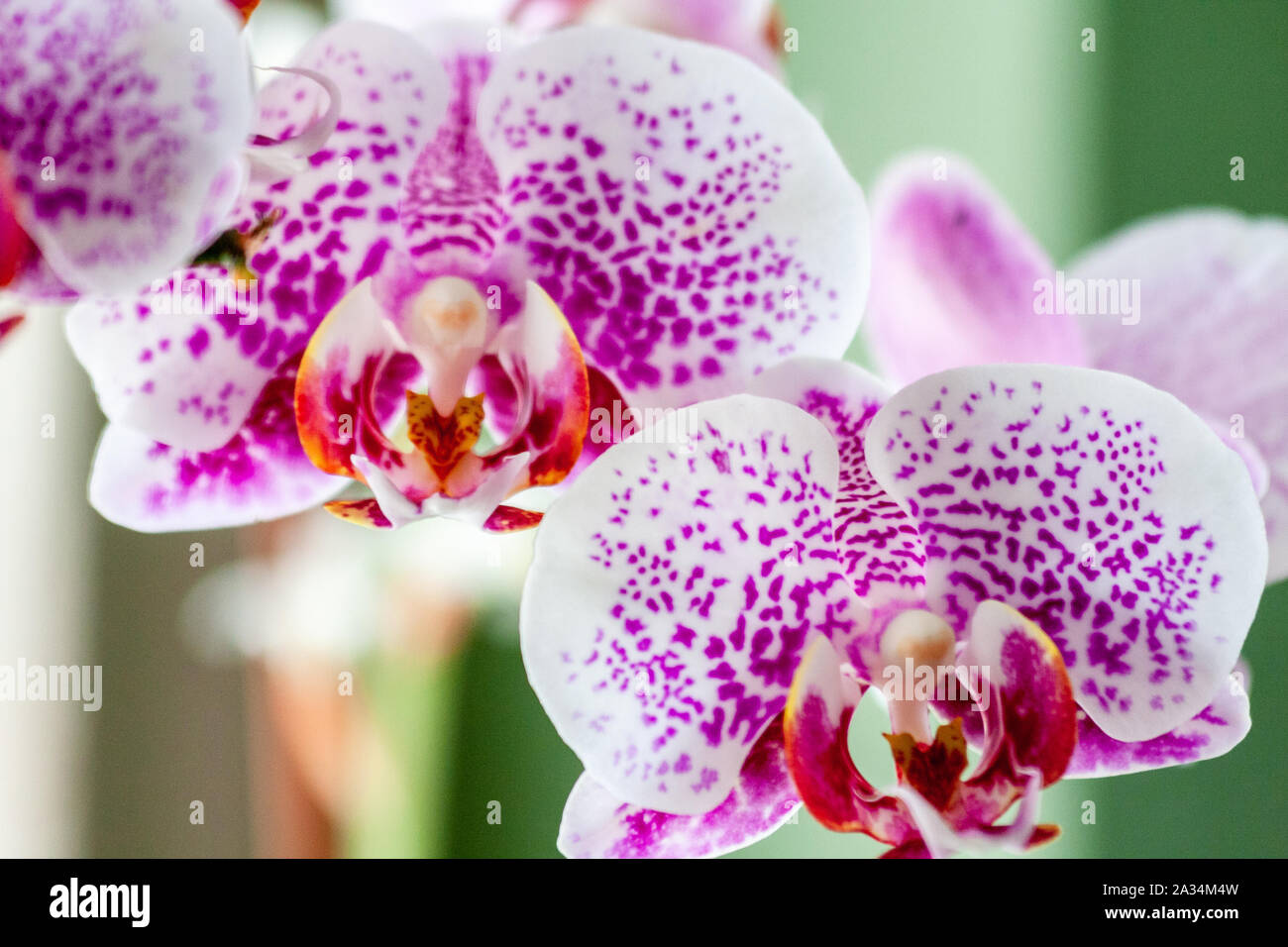 Hornsey, London UK 5 octobre2019. Plantes et orchidées. Banque D'Images