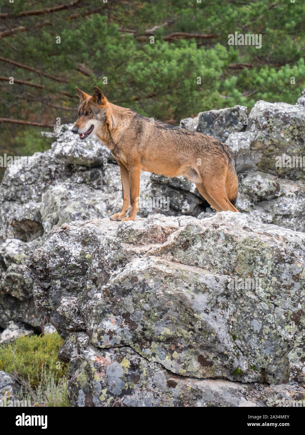 Loup ibérique qui posent sur un rocher dans la forêt de pins Banque D'Images
