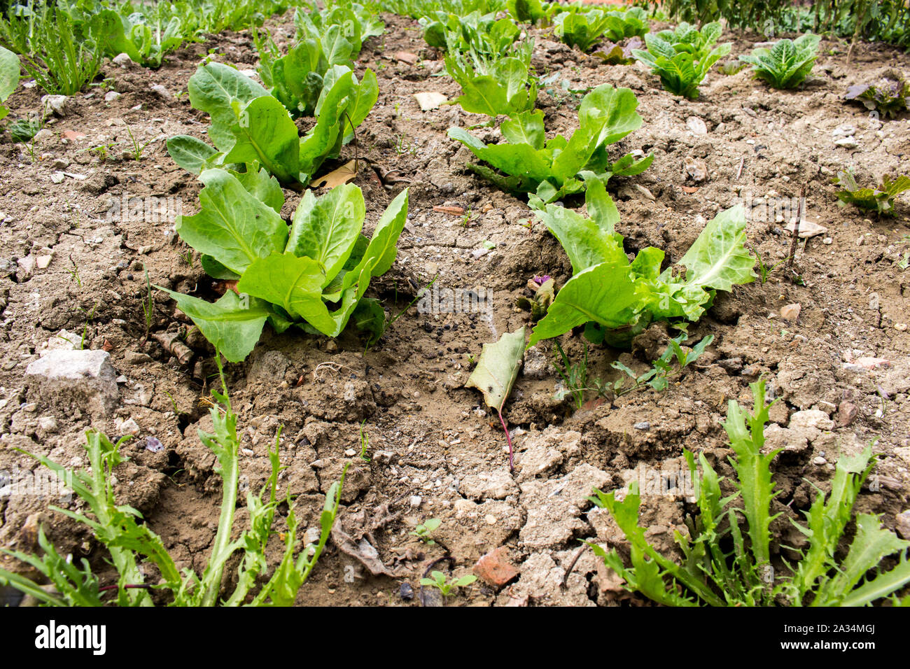 L'agriculture biologique, les laitues, les endives et salade plants cultivés naturellement sans fertilisation Banque D'Images