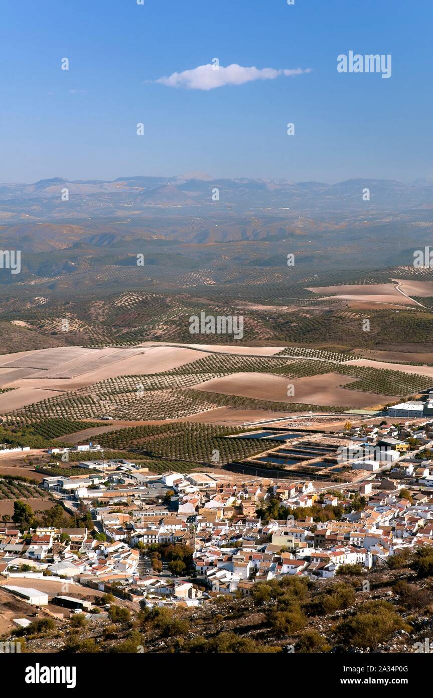 Paysage de l'oliveraie, Alameda, Malaga-province, région d'Andalousie, Espagne, Europe. Banque D'Images