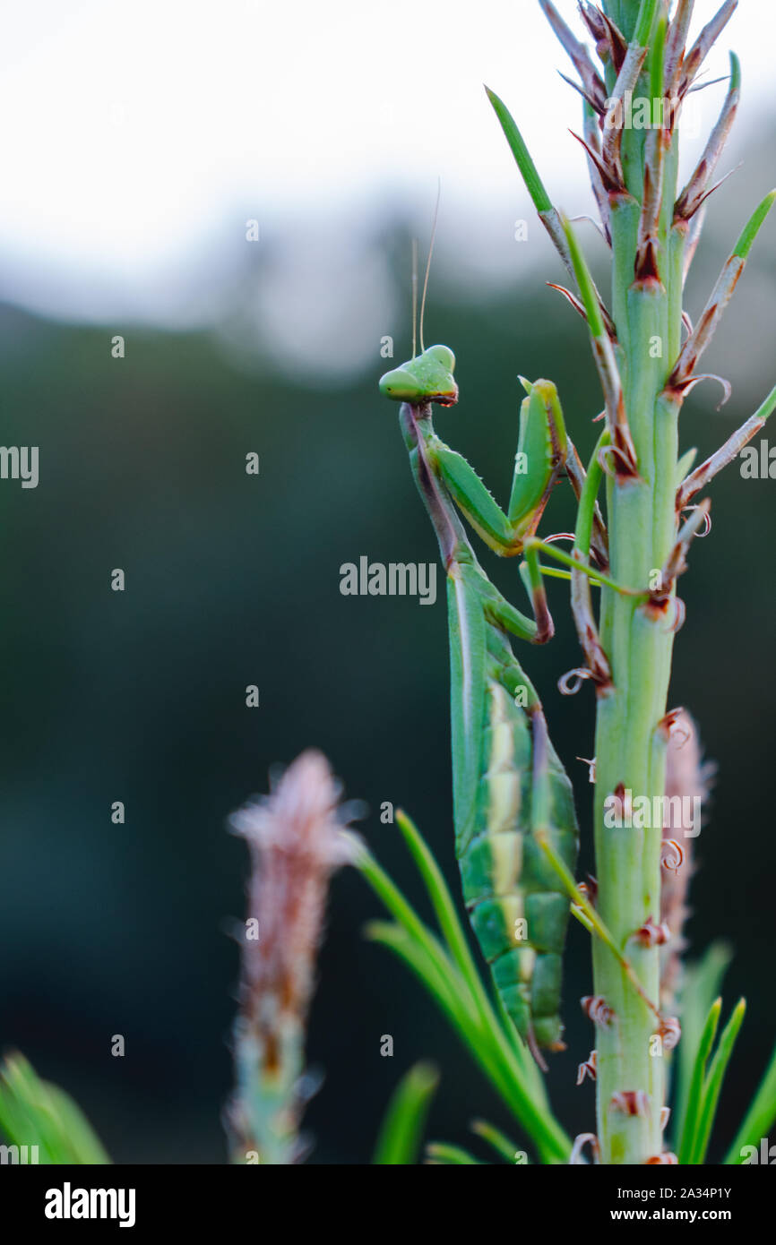 Mantis méditerranéen (Iris oratoria) perching on grass Banque D'Images