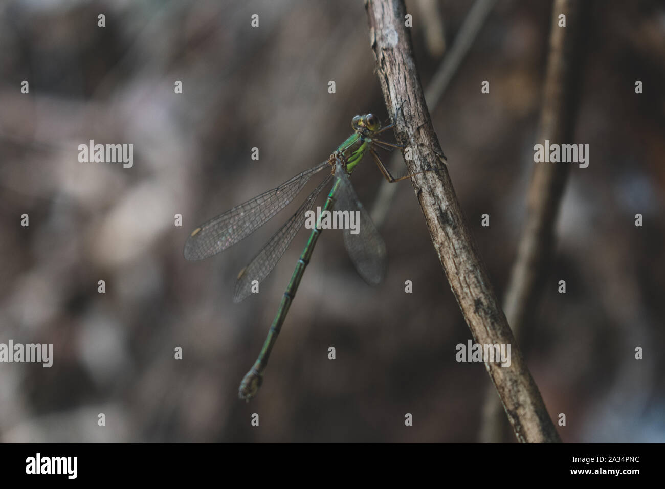 Western Willow Spreadwing (Chalcolests viridis) perché sur une branche Banque D'Images