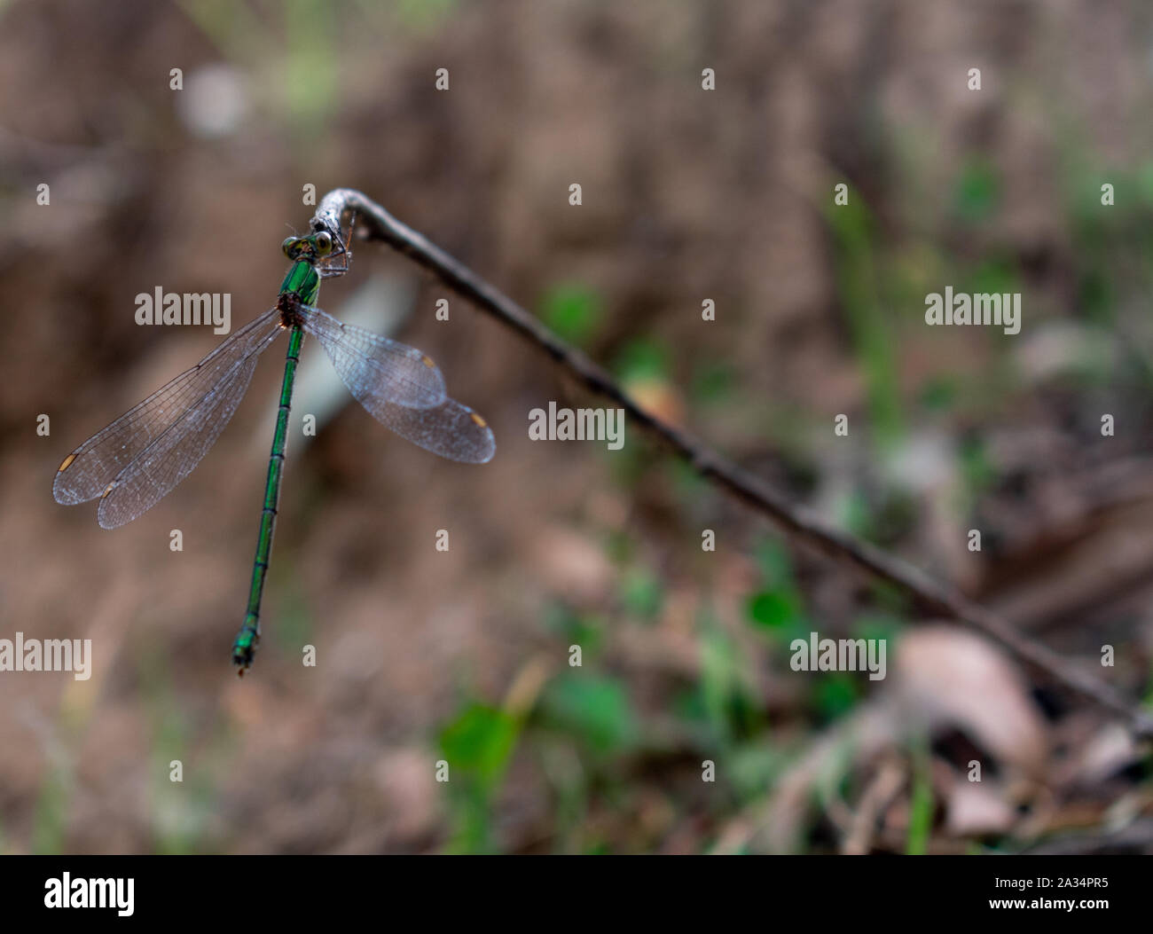 Western Willow Spreadwing (Chalcolests viridis) perché sur une branche Banque D'Images