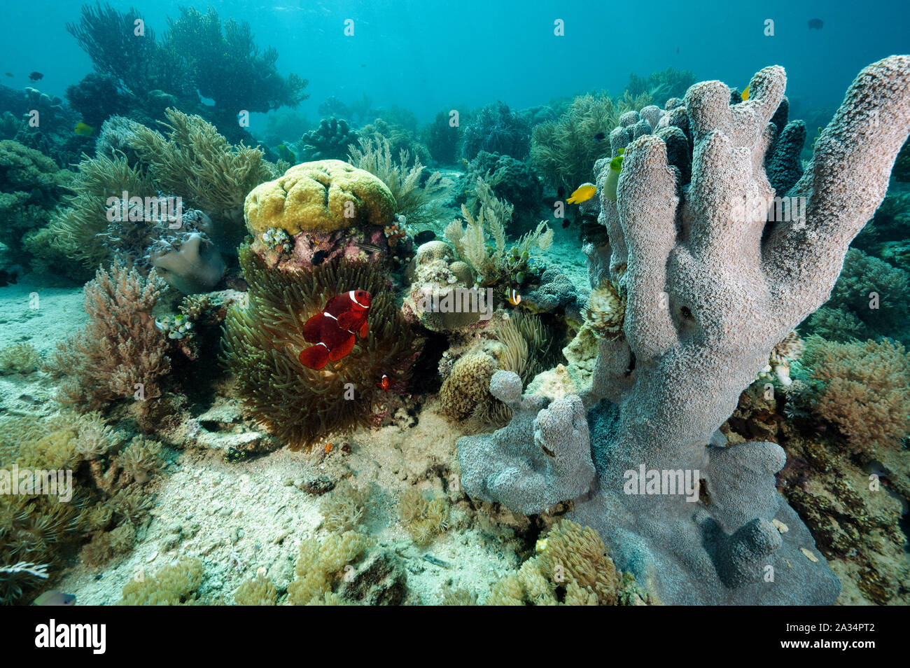 Reef scenic avec spinecheek bieculatus Premnas poisson clown, l'île de Sulawesi en Indonésie, Iles Bangka. Banque D'Images