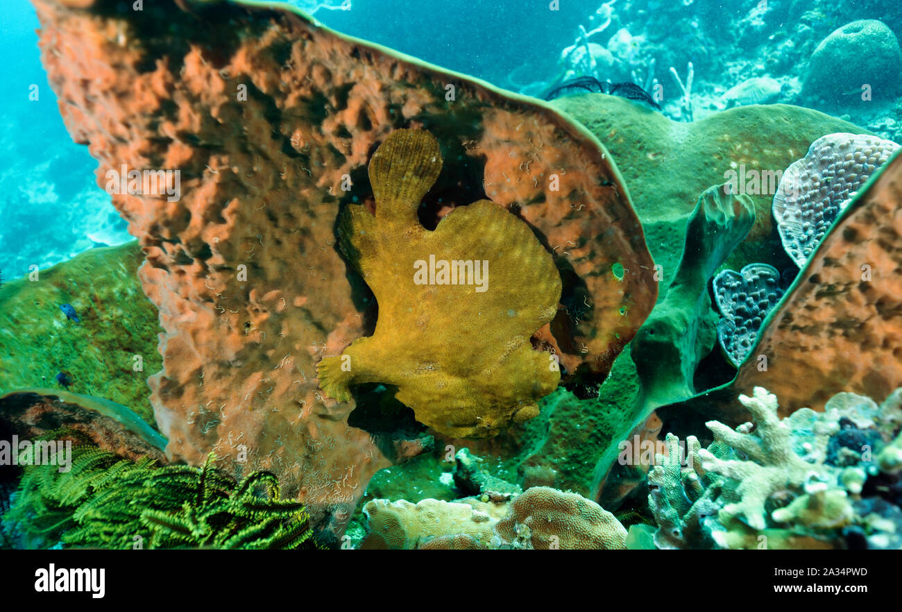 Poisson grenouille géant, Antennarius commersoni, caché sur une éponge, de l'Île Bangka Indonésie Sulawesi. Banque D'Images