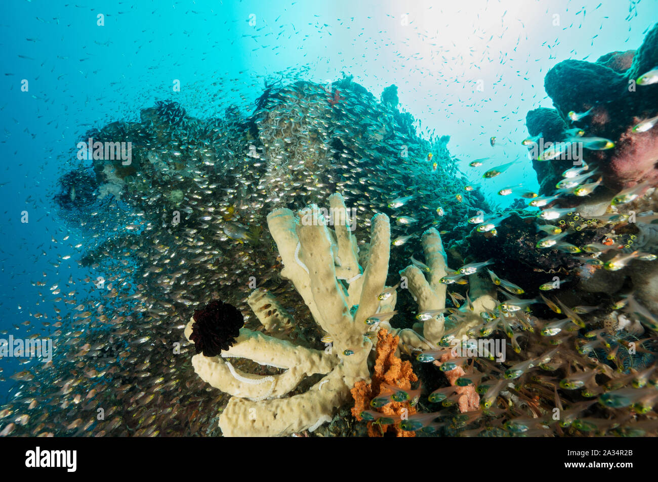 Reef scenic avec poissons de verre, Parapriacanthus ransonneti, Sulawesi en Indonésie. Banque D'Images