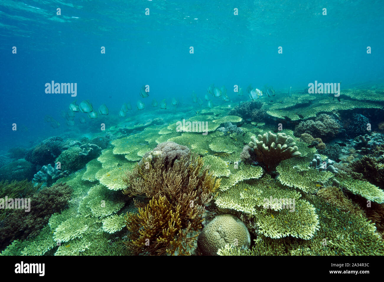Champ vierge de coraux Acropora et batfishes, platax teira, Sulawesi Indonésie Île de Bangka. Banque D'Images