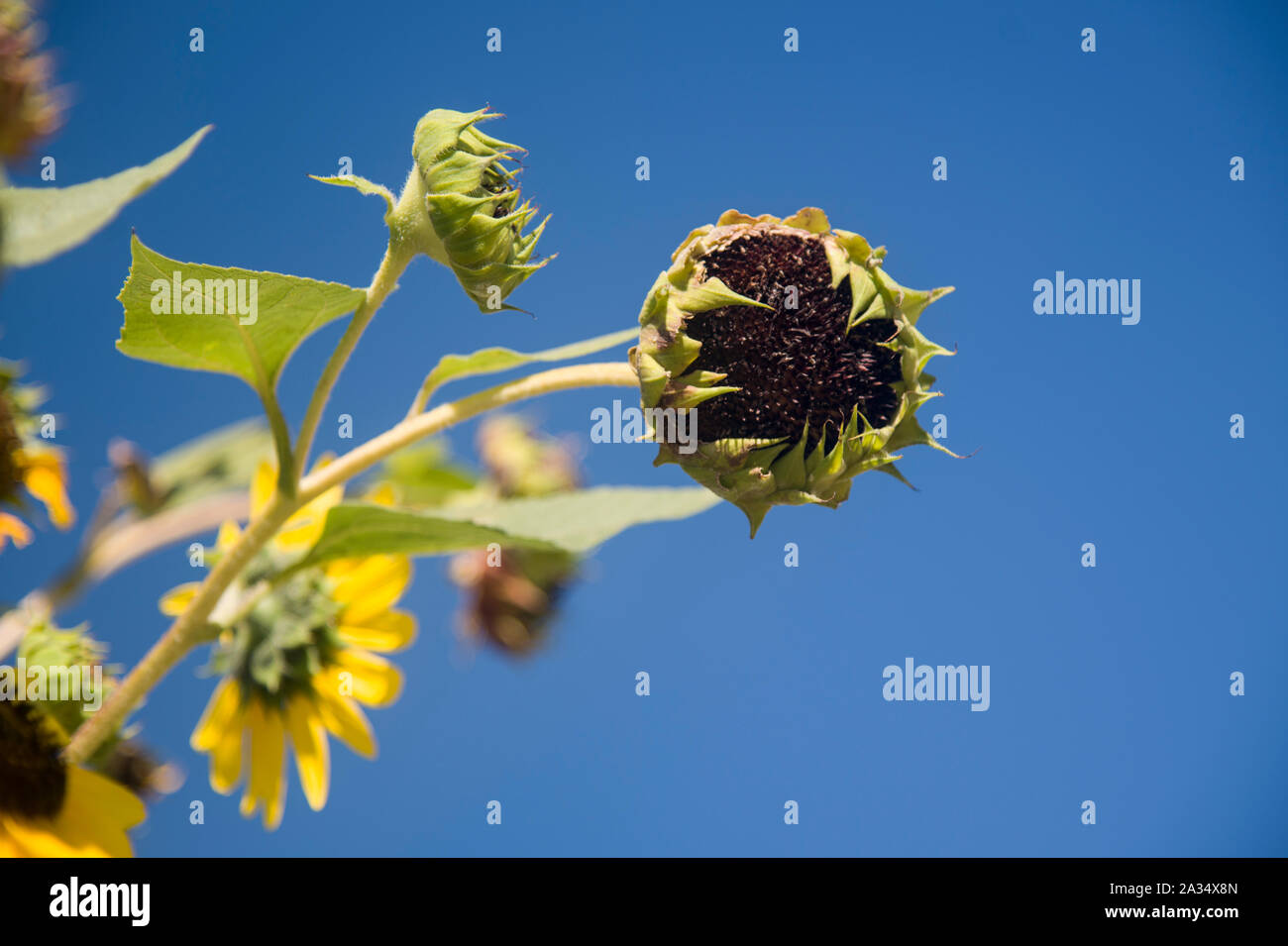 Ripenning graines de tournesol sur la branche fullsun Banque D'Images