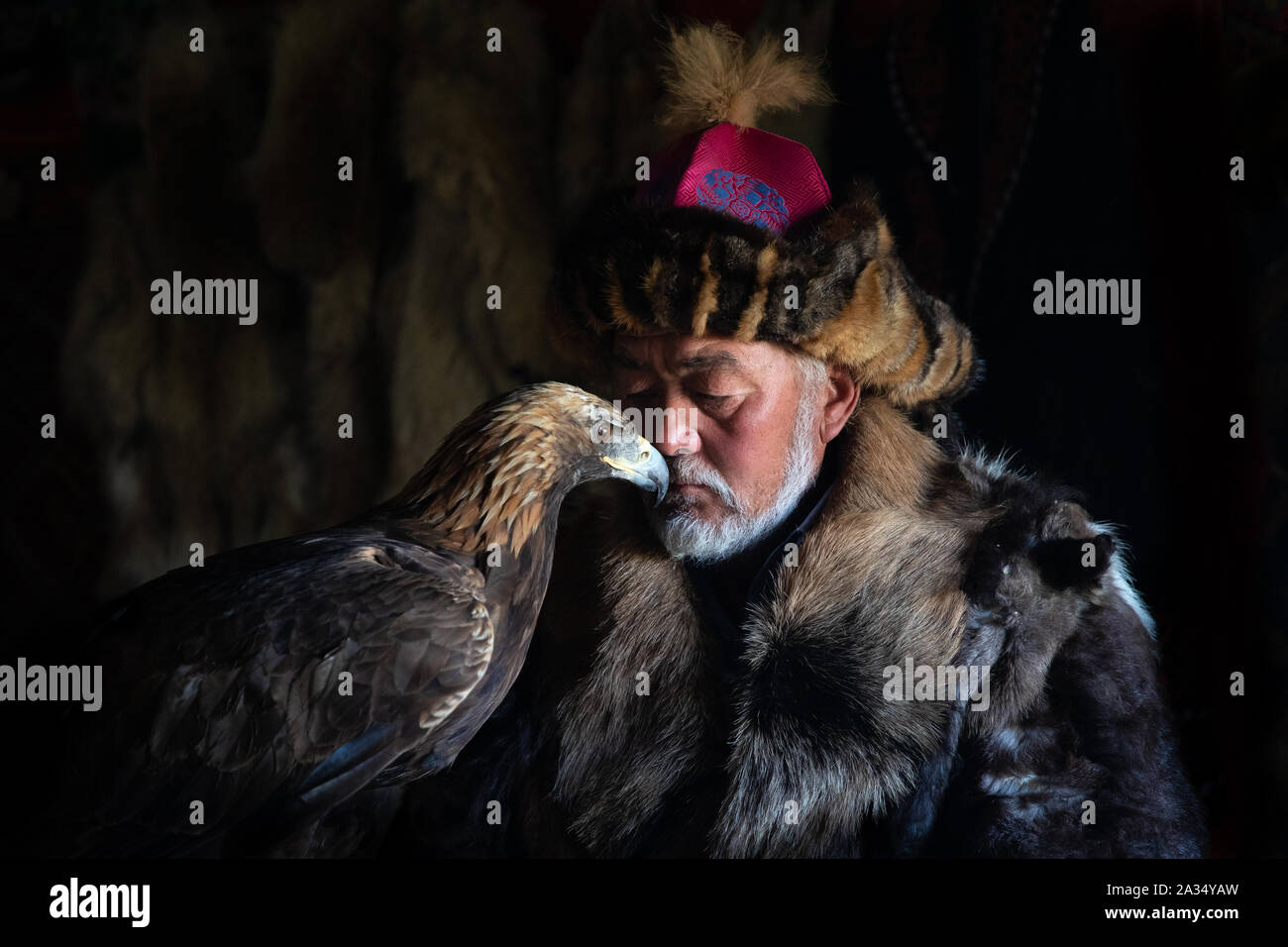 Un doux moment entre un vieux chasseur eagle kazakhs et son majestueux aigle doré à l'intérieur dans les sombres ger kazakhe. Ulgii, l'ouest de la Mongolie. Banque D'Images