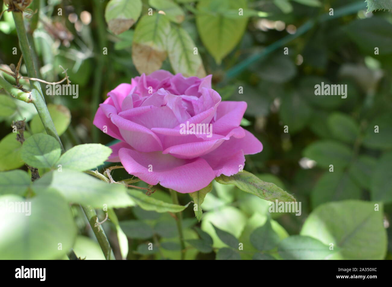 Deseret fleurs dans oasis de Touggourt Algérie Banque D'Images