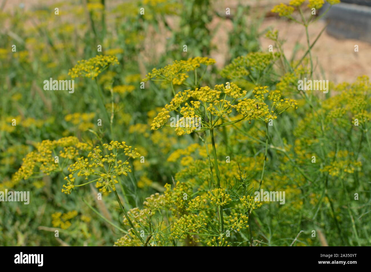 Deseret fleurs dans oasis de Touggourt Algérie Banque D'Images